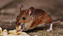 24 Hour & Emergency Exterminators in Hustle, VA